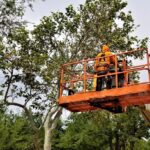 Industrial tree cutters